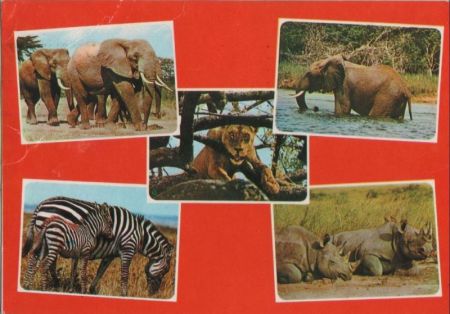 Afrika (Sonstiges) - Ostafrika - Tiere - ca. 1985 Afrika (Sonstiges) - Ostafrika - Tiere - ca. 1985