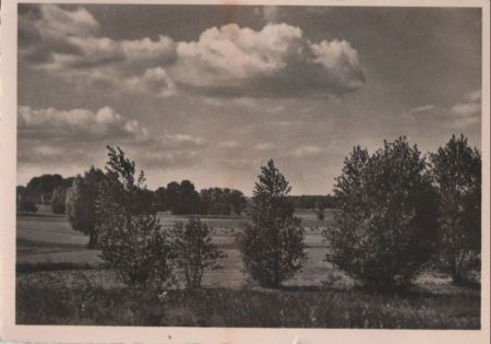 Sträucher in der Landschaft - ca. 1955 Sträucher in der Landschaft - ca. 1955