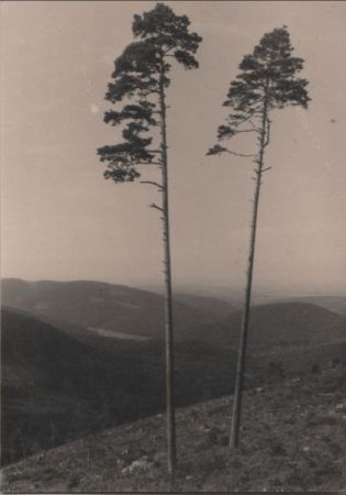 zwei einsame Bäume - ca. 1955 zwei einsame Bäume - ca. 1955