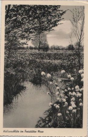 Freistatt bei Sulingen - Wollgrasblüte im Freistätter Moor Freistatt bei Sulingen - Wollgrasblüte im Freistätter Moor