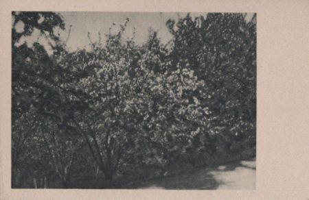 Ein Baum in voller Blüte - ca. 1955 Ein Baum in voller Blüte - ca. 1955