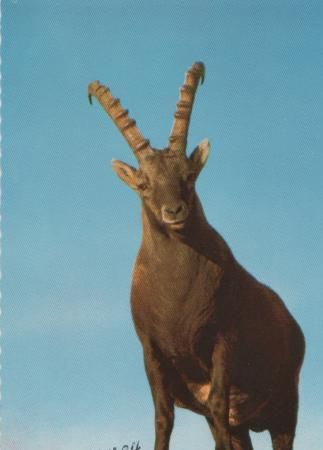 Alpensteinbock - ca. 1975 Alpensteinbock - ca. 1975