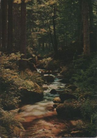 Bach im Wald Bach im Wald