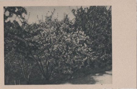 Es blüht der Busch - ca. 1955 Es blüht der Busch - ca. 1955