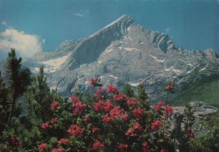 Alpspitze - mit Alpenrosen - ca. 1975 Alpspitze - mit Alpenrosen - ca. 1975