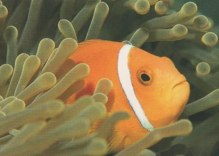 gelber Fisch - 2004 gelber Fisch - 2004