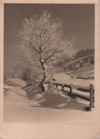 krummer Baum im Schnee krummer Baum im Schnee