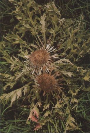 Silberdistel Blüte Silberdistel Blüte