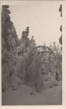 Nadelbäume schneebedeckt Nadelbäume schneebedeckt