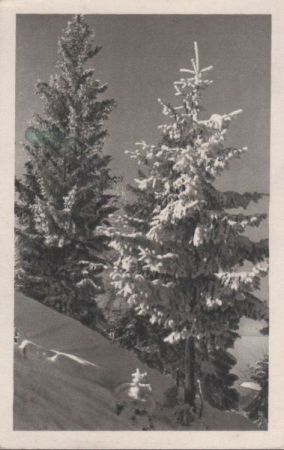 Nadelbaum Schnee Nadelbaum Schnee