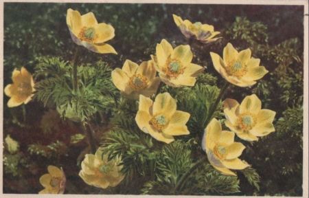 Blumen gelb Blumen gelb