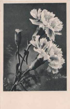 Blüten und Knospe Blüten und Knospe