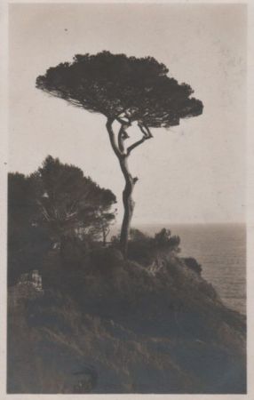 Baum über dem Meer Baum über dem Meer