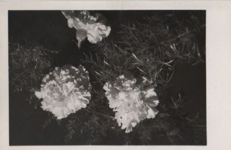 Blumen schwarzweiß Blumen schwarzweiß