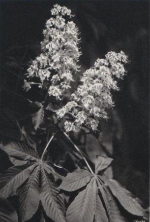 schwarzweiße Blumen mit Blättern schwarzweiße Blumen mit Blättern