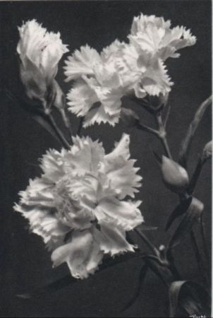 Blume mit gezackten Blüten Blume mit gezackten Blüten