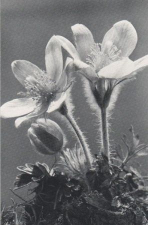 Blumen mit haarigem Stengel Blumen mit haarigem Stengel