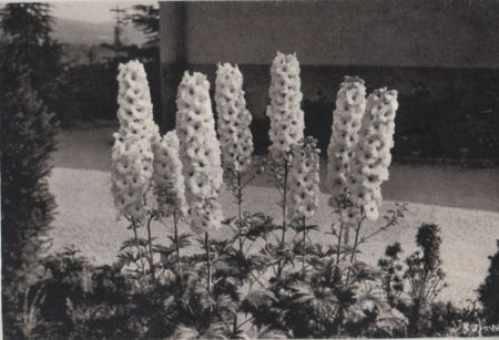 Weißer Rittersporn 1967 Weißer Rittersporn 1967