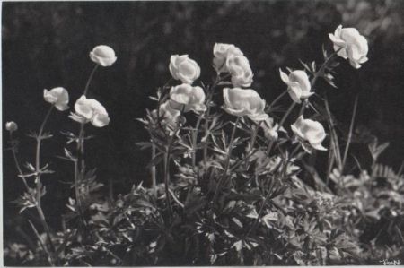 Blumen blühend Blumen blühend