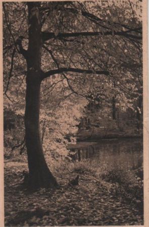 Tümpel im Wald Tümpel im Wald