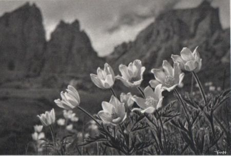weiße Blumen im Gebirge weiße Blumen im Gebirge