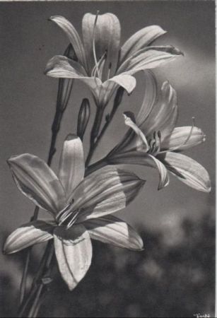Blume, blühend schwarzweiß Blume, blühend schwarzweiß