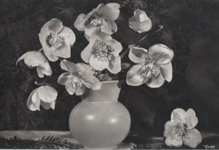 weiße Blumen in Vase weiße Blumen in Vase