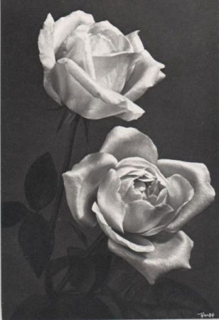 zwei Rosen schwarzweiß zwei Rosen schwarzweiß