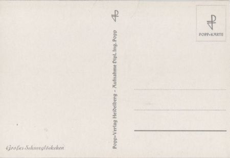 Großes Schneeglöckchen im Schnee