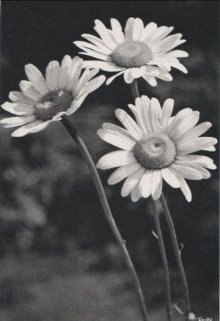 Margeriten drei Blüten Margeriten drei Blüten