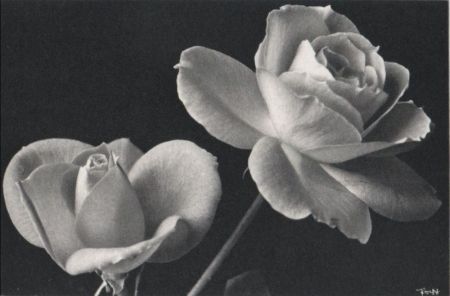 zwei Rosen Blüten zwei Rosen Blüten