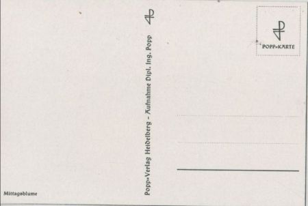 Mittagsblume Vierergruppe