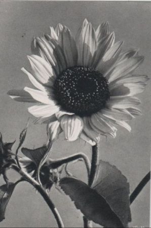 Sonnenblume in der Blüte Sonnenblume in der Blüte