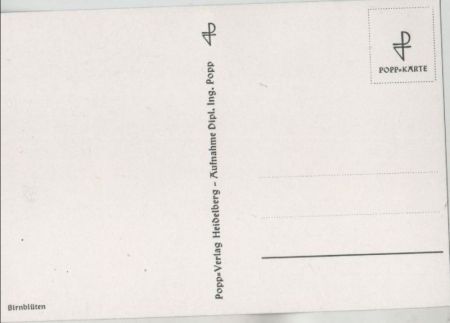 Zweig mit Birnblüten