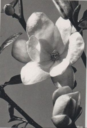 Magnolie blühend Magnolie blühend