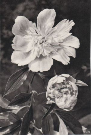 Pfingsrose Blütezeit Pfingsrose Blütezeit