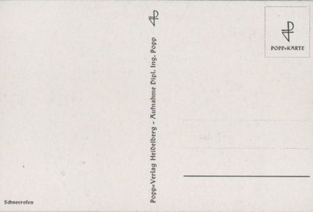 Schneerosen blühend