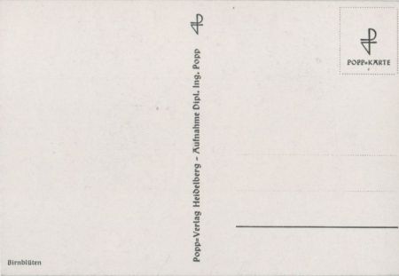 Birnblüten am Zweig