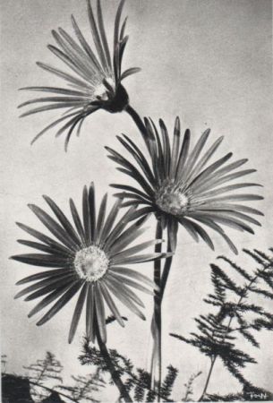 Gerbera blühend Gerbera blühend