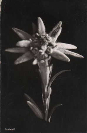 Edelweiß Blüte Edelweiß Blüte