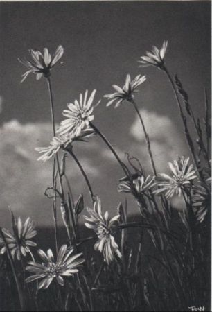 Wiesenblumen blühend Wiesenblumen blühend