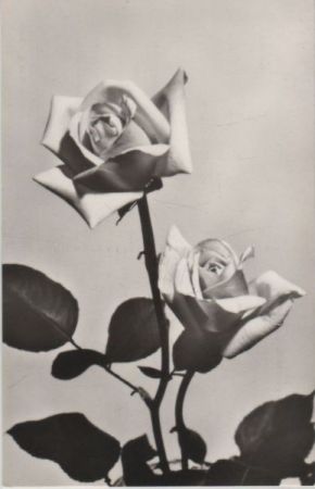 Geburtstagsgrüße Rosen Geburtstagsgrüße Rosen