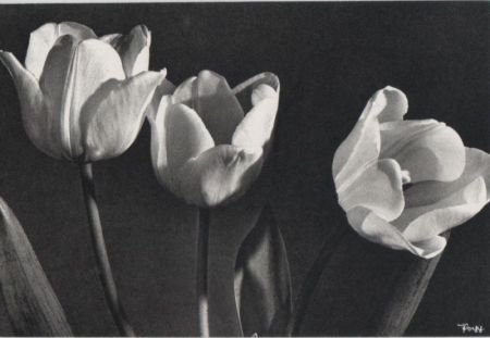 Tulpen Dreiergruppe Tulpen Dreiergruppe