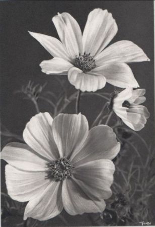 kleine und große Blüten schwarzweiß kleine und große Blüten schwarzweiß