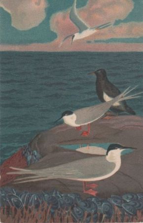 Vögel am Meer Vögel am Meer