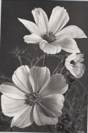 Blüten groß und klein Blüten groß und klein