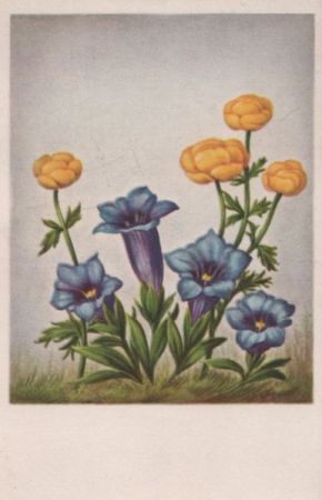Blumen blau und gelb Blumen blau und gelb