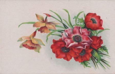 Blumen rot und gelb Blumen rot und gelb
