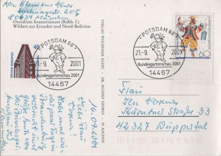 Oncidium kramerianum Ecuador