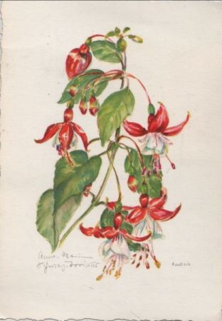 Fuchsie blühend Fuchsie blühend
